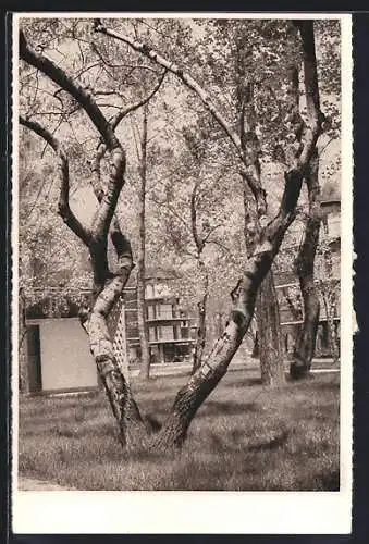 AK Wien, Parkpartie am Städtischen Strandbad Gänsehäufel