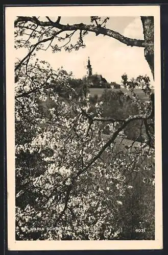 AK Maria Scharten /O.D., Blick durch Baumblüten auf die Kirche