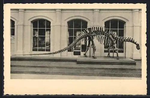AK Berlin, Geologisch-Paläontologisches Museum, Museum für Naturkunde, Invalidenstr. 43, Riesensaurier