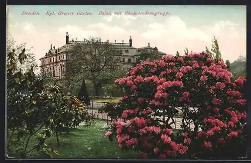 AK Dresden, Grosser Garten, Palais mit Rhododendrongruppe