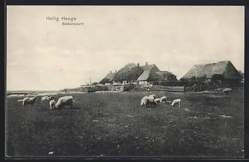 AK Hooge, Blick auf die Backenswarft