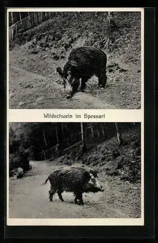 AK Wildschwein auf einem Waldweg im Spessart