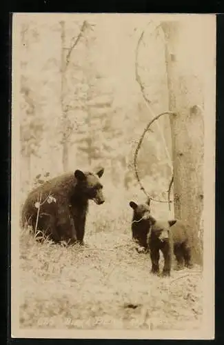 AK Schwarzbär mit Jungen im Wald