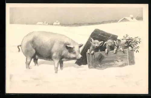 AK Schwein und Kiste mit Ferkeln im Schnee