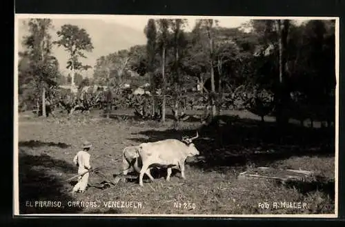 AK El Paraiso /Caracas, Pflügender Bauer mit Ochsen-Gespann