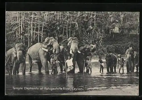 AK Ceylon, Temple Elephants at Katugastotte River