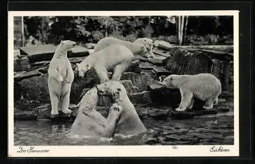 AK Hannover, Zoologischer Garten, Eisbären