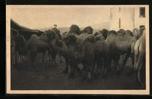 AK Hannover, Zoologischer Garten, Kamelherde