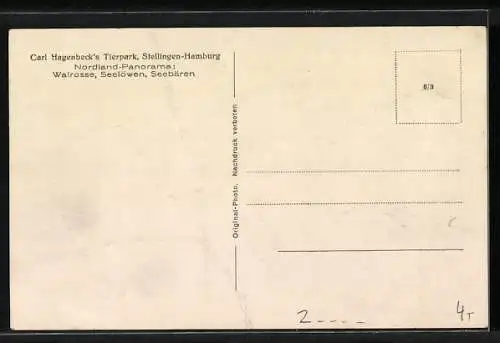 AK Stellingen-Hamburg, Carl Hagenbeck`s Tierpark, Nordland-Panorama: Walrosse, Seelöwen und Seebären