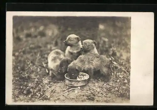 Foto-AK Vier Hundewelpen mit einer Futterschale