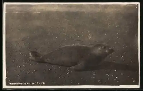 AK Borkum, Junger Seehund am Strand