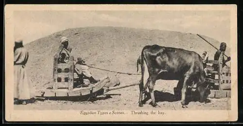 AK Egypt, Thrushing the hay