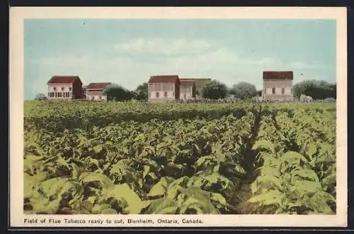 AK Blenheim, Field of Flue Tobacco ready to cut