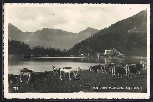 AK Piora, Alpe Ritom, Hotel Piora, Kühe grasen auf einer Weide