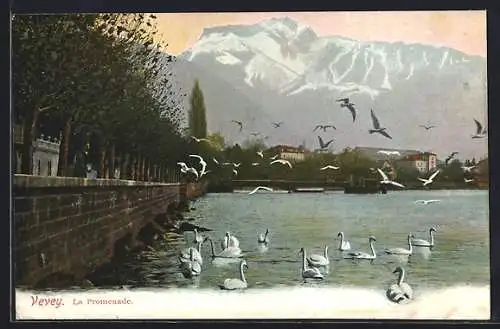 AK Vevey, La Promenade, Möwen, um 1900