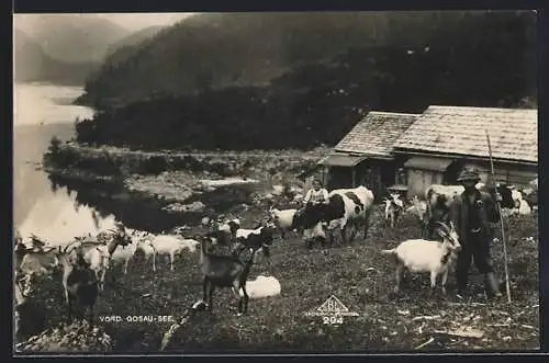 AK Gosau, Vord. Gosau-See mit Ziegenherde