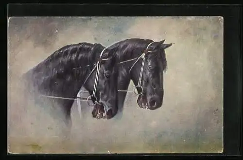 AK Zwei aufgezäumte Rappen