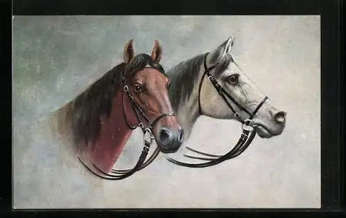 AK braunes Pferd und ein Schimmel mit Zaumzeug