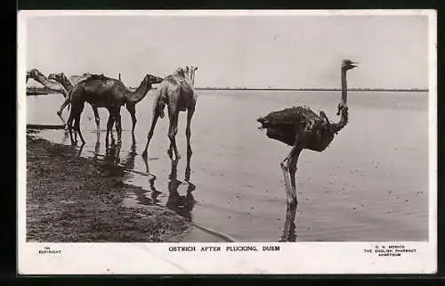 AK Duem, Ostrich after Plucking, Camels