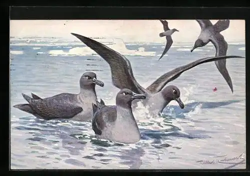 AK Rauchgraue Albatrosse im Eismeer