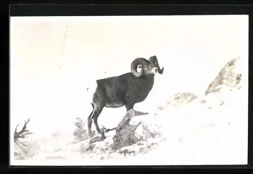 AK Bergschaf im Hochgebirge