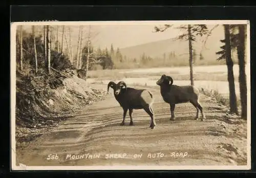AK Mountain Sheep on Auto Road
