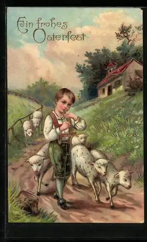 AK Junge führt Schafe einen Feldweg entlang