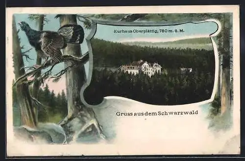 AK Oberplättig /Schwarzwald, Kurhaus im Auerhahn-Passepartout