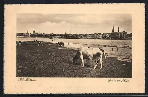 AK Köln-Mülheim, Partie am Rhein