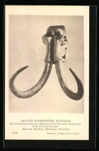 AK Skull of Mammoth from Ilford, Essex, British Museum (Natural History)