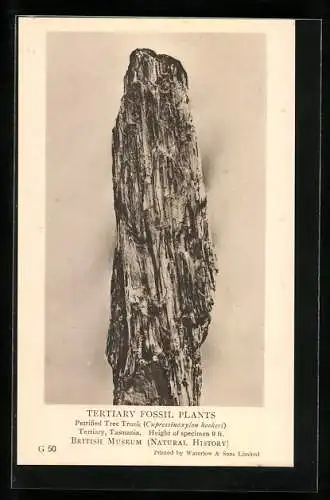 AK Fossilized Petrified Tree Trunk from Tasmania, British Museum (Natural History)