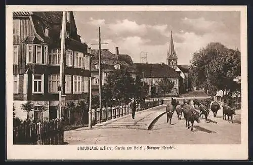 AK Braunlage a. Harz, Hotel Brauner Hirsch und Strassenpartie mit Rindern