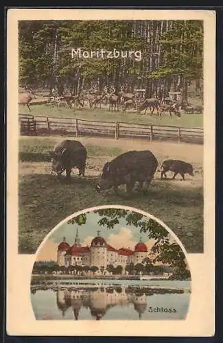 AK Moritzburg / Sachsen, Schloss und Wildpark