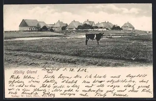 AK Hallig Oland, Werft und Wohnhäuser mit Reetdächern