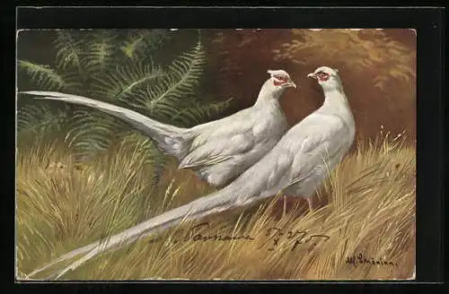 Künstler-AK Alfred Schönian: Zwei weisse Fasane