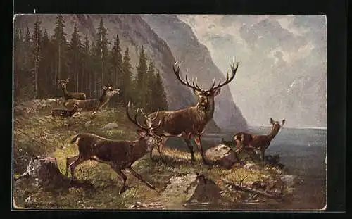 Künstler-AK M.Müller jun.: Hirsche und Rehe auf einer Waldlichtung