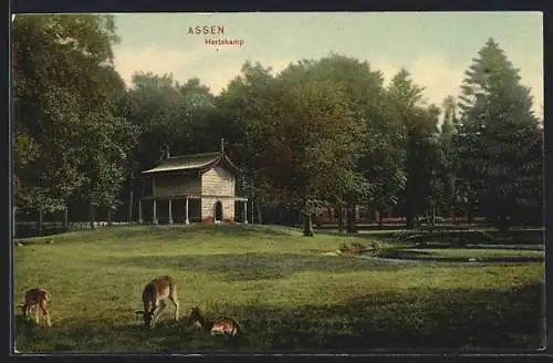 AK Assen, Hertekamp
