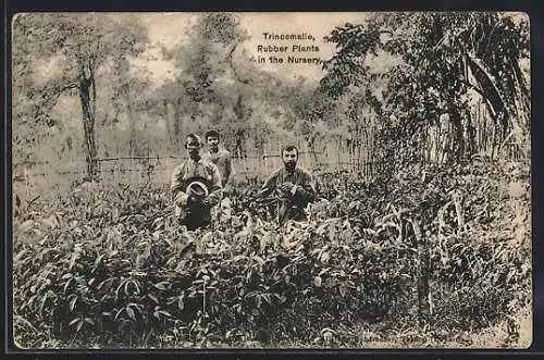 AK Trincomalie, Rubber Plants in the Nursery