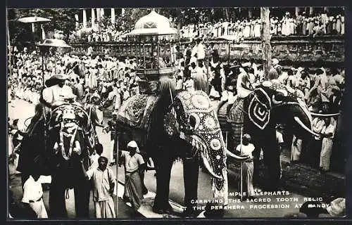 AK Kandy, Temple Elephants carrying the sacred Tooth Relic at the Perahera Procession, Elefanten