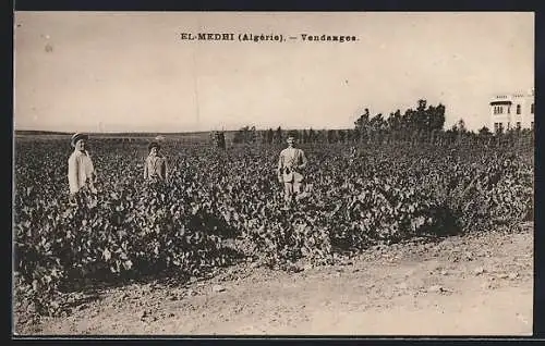 AK El-Medhi, Vendanges