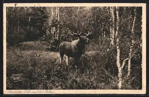 AK Palwe, Kapitaler Elch im Wald