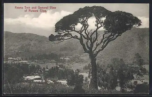 AK Nuwara Eliya, Keena Tree and General View
