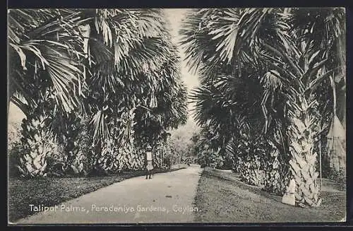 AK Peradeniya, Gardens, Talipot Palms