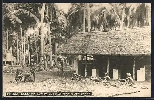 AK Ceylon, Coconuts, Sun-drying the Kernal for Copra