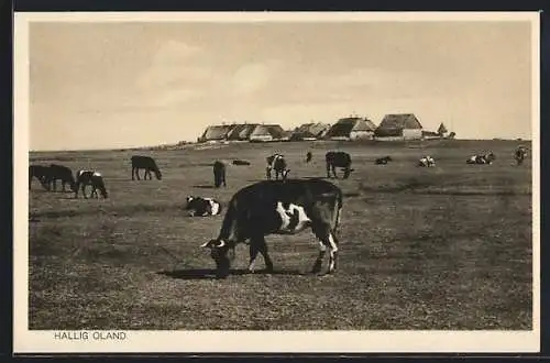 AK Hallig Oland, Ortspanorama mit weidenden Kühen