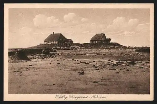 AK Hallig Langeness, Häuser mit Reetdächern, Schafe am Meer