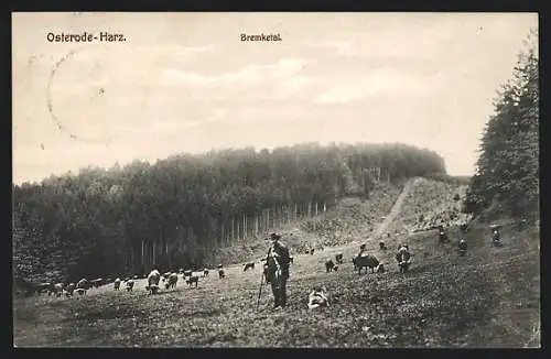 AK Osterode /Harz, Kühe im Bremketal