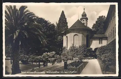 AK Insel Mainau /Bodensee, Phönixpalme mit Schlosskirche