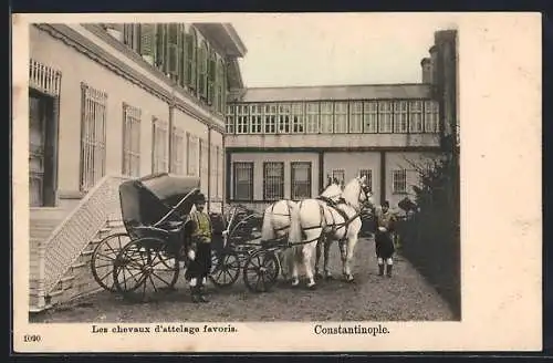 AK Constantinople, Les Chevaux d`attelage favoris