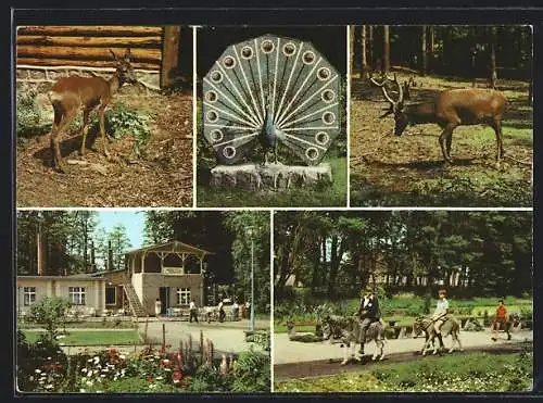 AK Ueckermünde, Tierpark mit Eselreiten